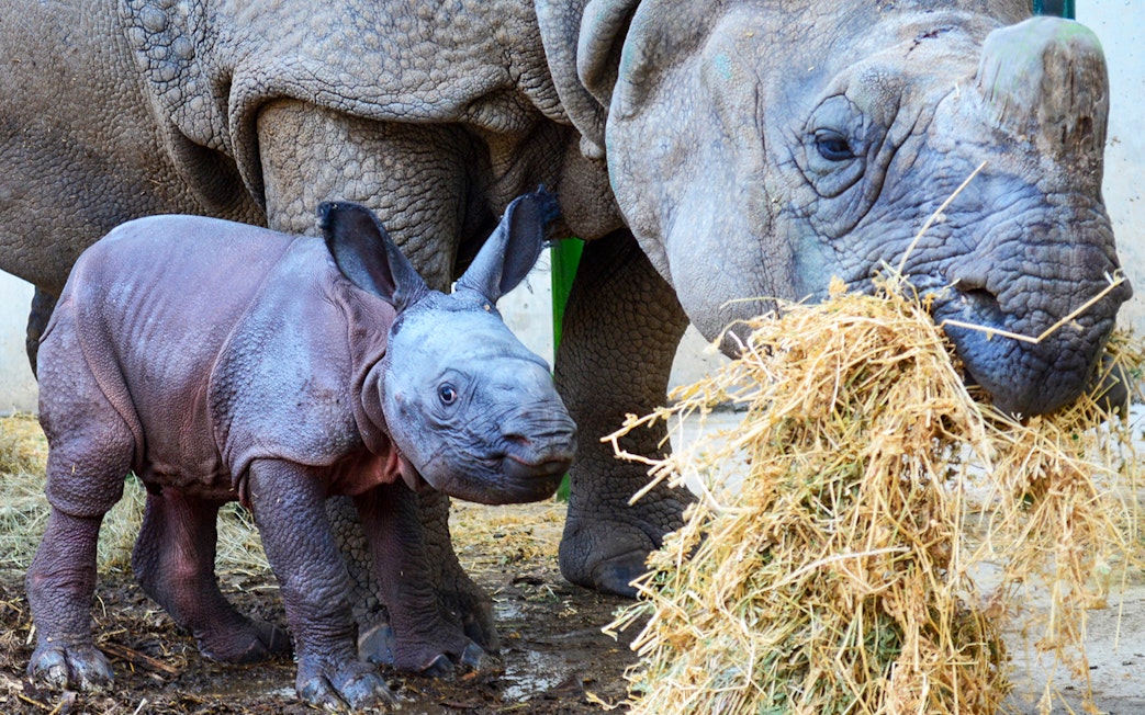 Rhino and calf at Terra Natura Benidorm eating hay.
