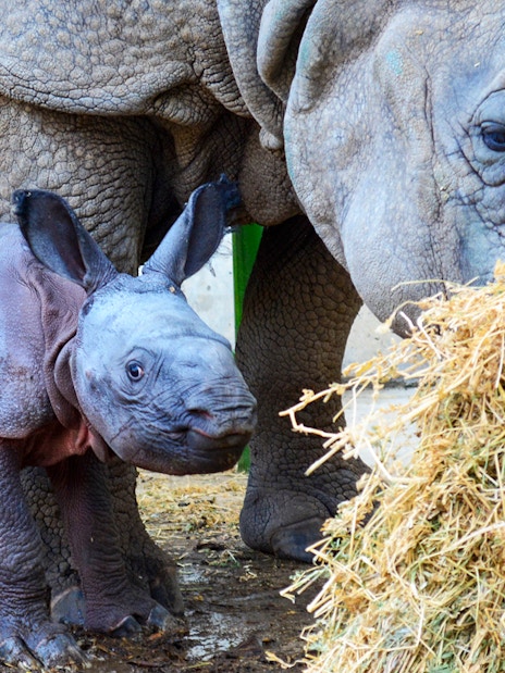 Rhino and calf at Terra Natura Benidorm eating hay.