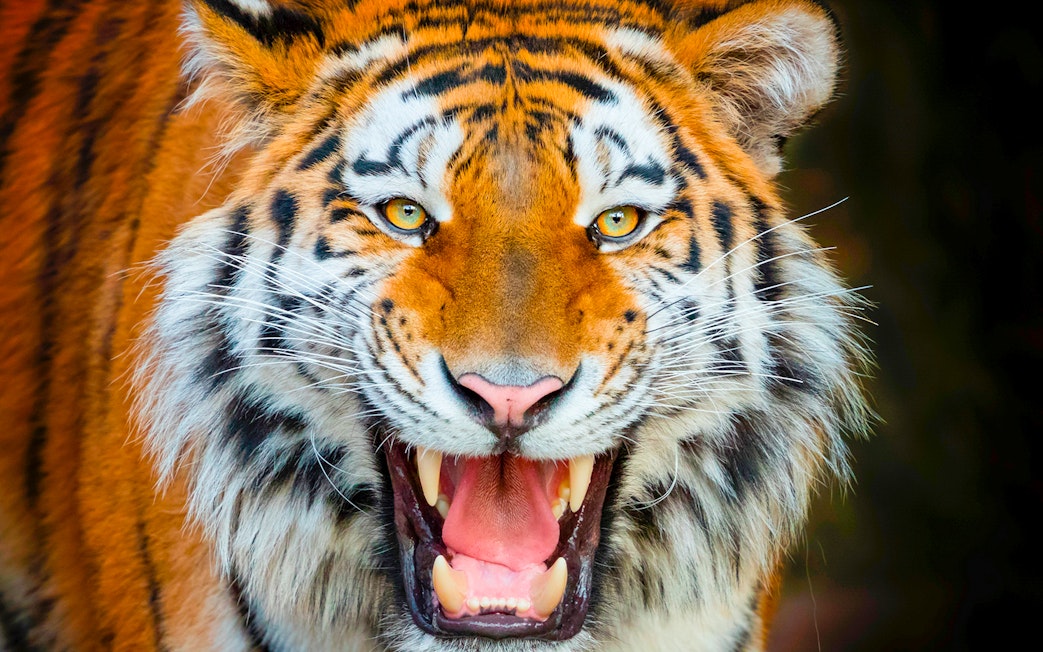 Tiger roaring at Terra Natura Benidorm.