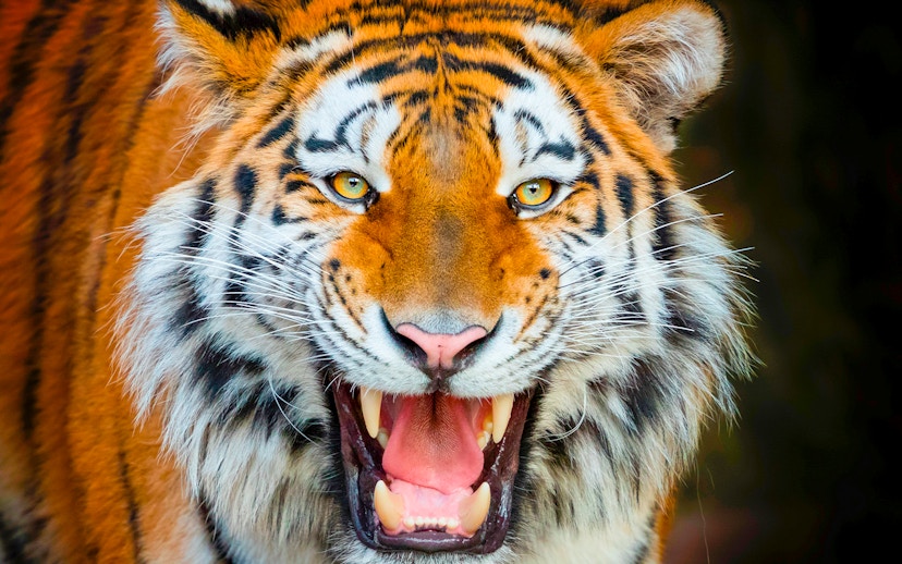 Tiger roaring at Terra Natura Benidorm.