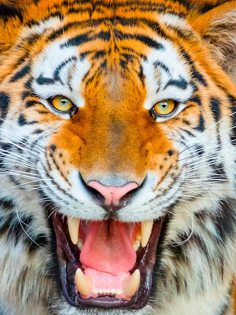 Tiger roaring at Terra Natura Benidorm.