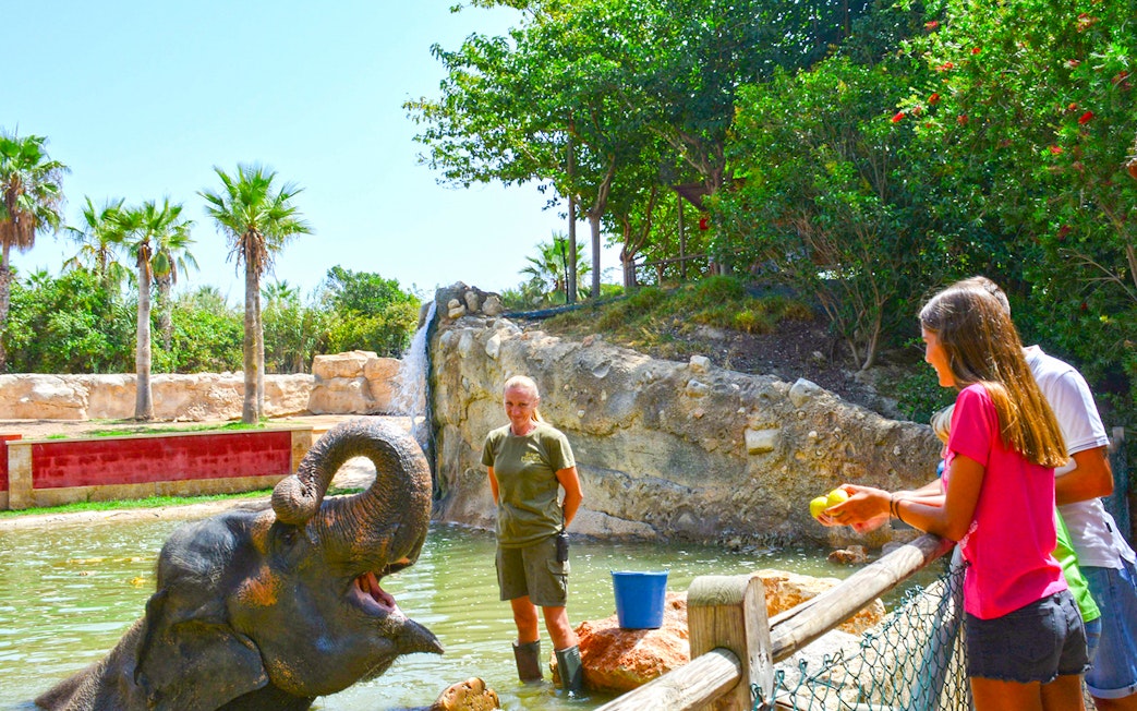 Elephant interaction at Terra Natura Benidorm with visitors feeding and a zookeeper nearby.
