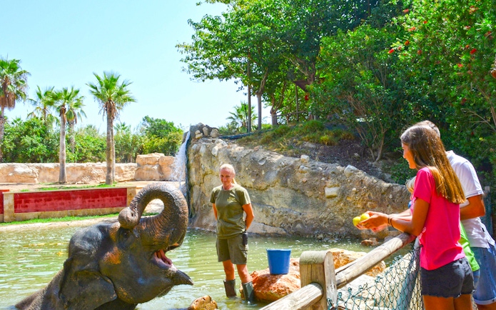 Elephant interaction at Terra Natura Benidorm with visitors feeding and a zookeeper nearby.