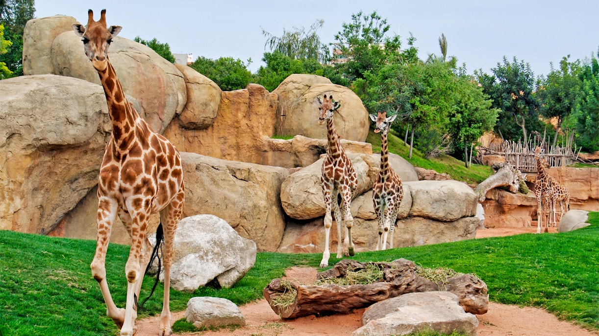 Bioparc Valencia Öffnungszeiten
