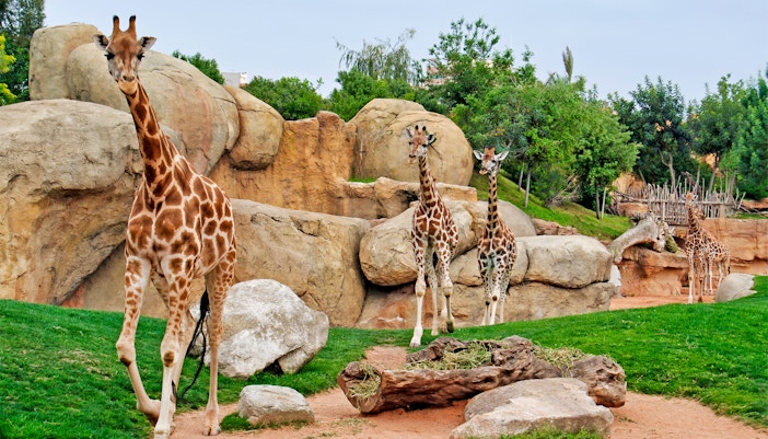 Explore the Madagascar Island in Bioparc