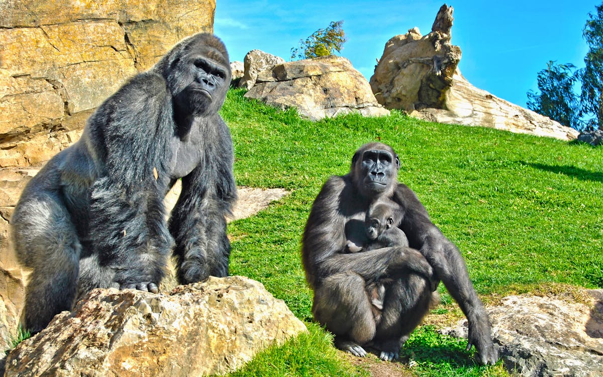 biglietti bioparc valencia: accesso rapido-2 biglietti bioparc valencia: accesso rapido-2