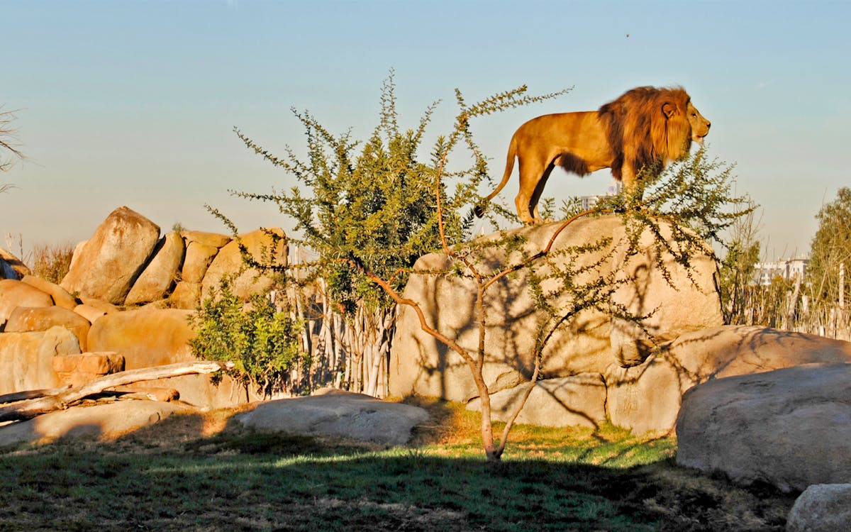 biglietti bioparc valencia: accesso rapido-4 biglietti bioparc valencia: accesso rapido-4