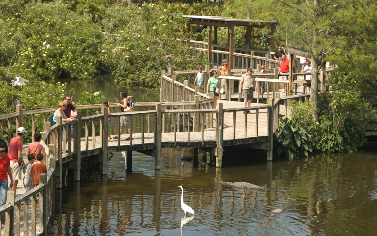 Visitors walking on a wooden boardwalk over a pond with alligators at Gatorland, Orlando.