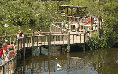 Visitors walking on a wooden boardwalk over a pond with alligators at Gatorland, Orlando.