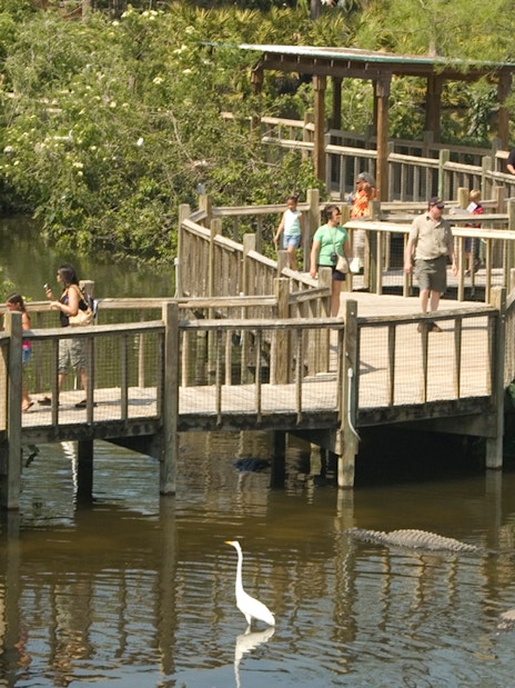 Visitors walking on a wooden boardwalk over a pond with alligators at Gatorland, Orlando.