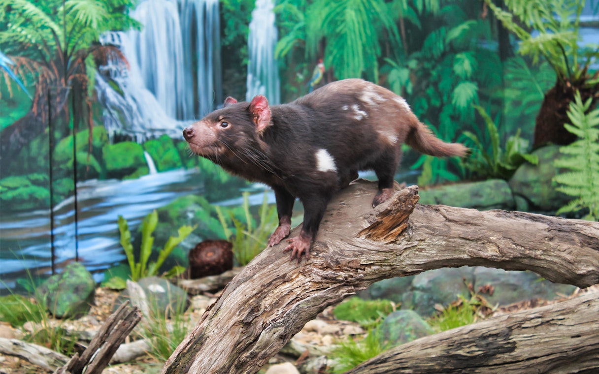 Tasmanian devil on a log at Maru Koala and Animal Park, Australia.