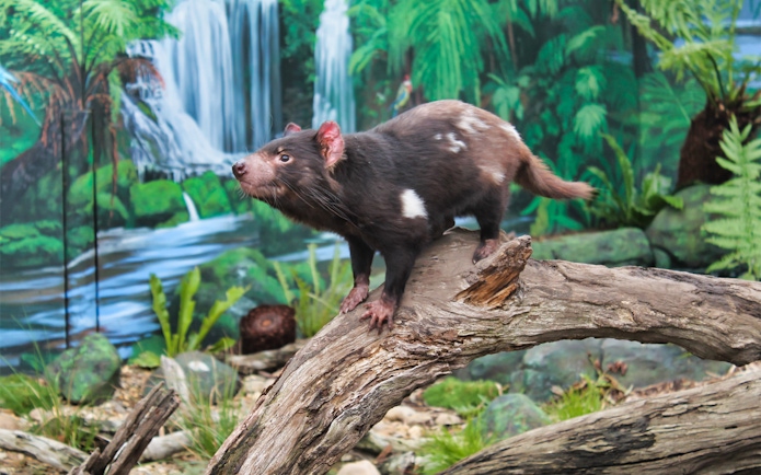 Tasmanian devil on a log at Maru Koala and Animal Park, Australia.