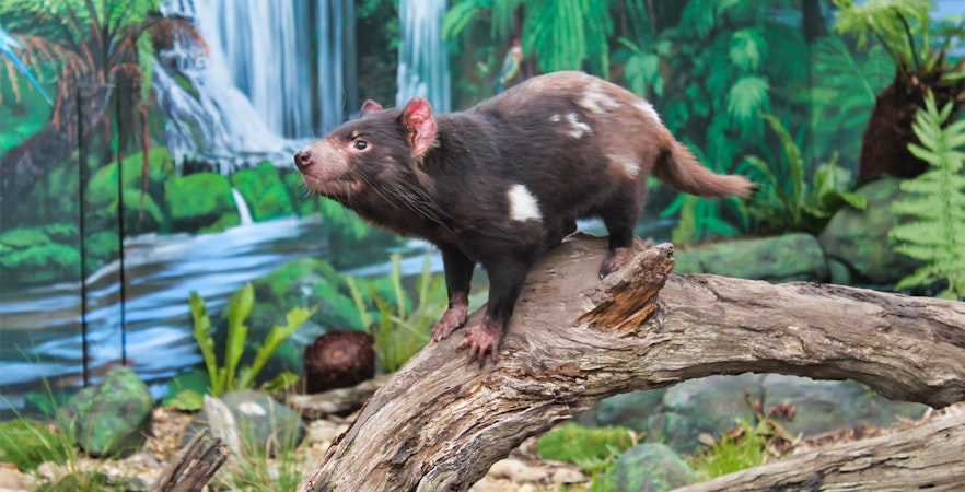 Book Maru Koala Tickets