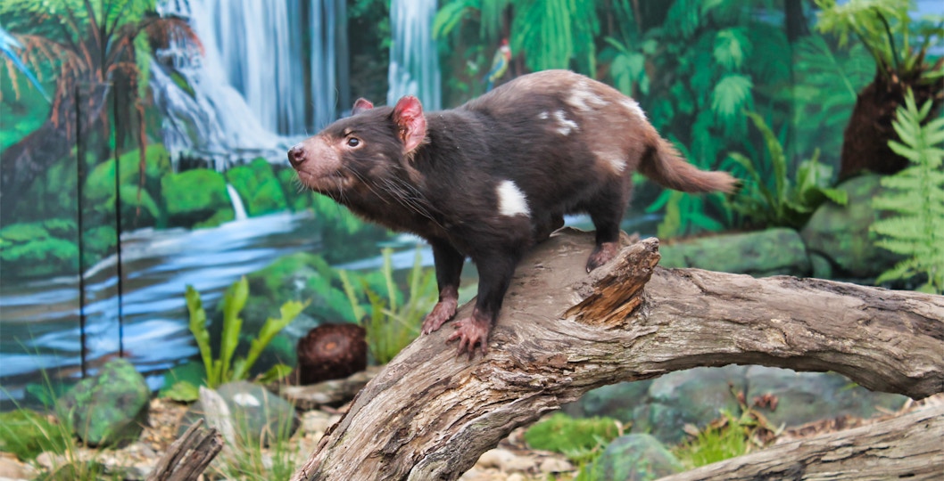 Book Maru Koala Tickets