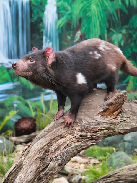 Tasmanian devil on a log at Maru Koala and Animal Park, Australia.