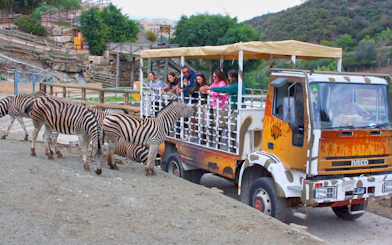 Tourists on safari truck observing zebras at Selwo Aventura, Spain.