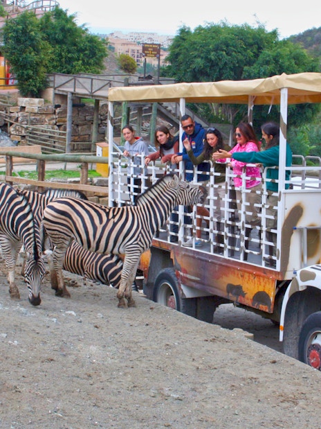 Tourists on safari truck observing zebras at Selwo Aventura, Spain.