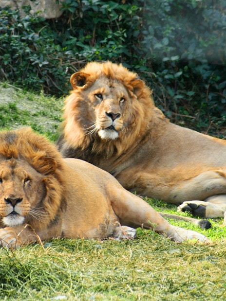 Two lions resting on grass at Selwo Aventura, Spain.