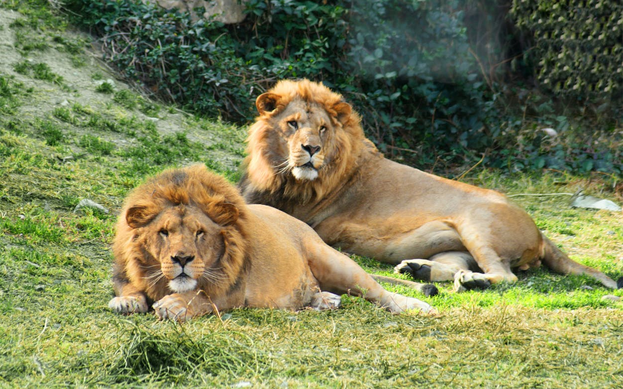 Two lions resting on grass at Selwo Aventura, Spain.