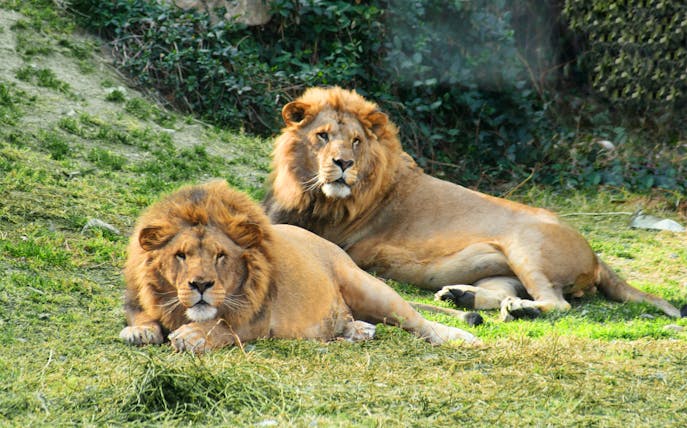Two lions resting on grass at Selwo Aventura, Spain.
