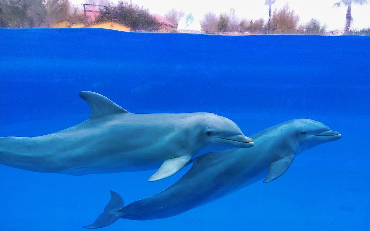 Dolphins swimming underwater at Selwo Marina.