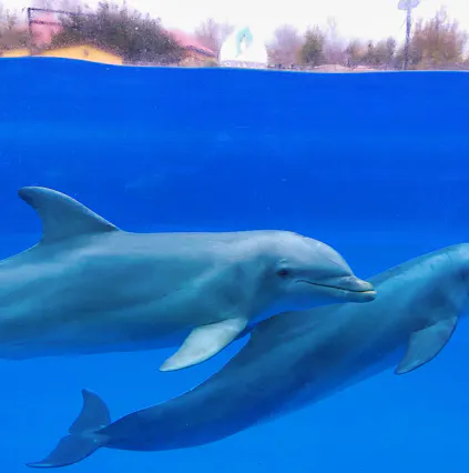 Explore Selwo Marina’s captivating marine life