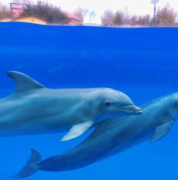 Explore Selwo Marina’s captivating marine life