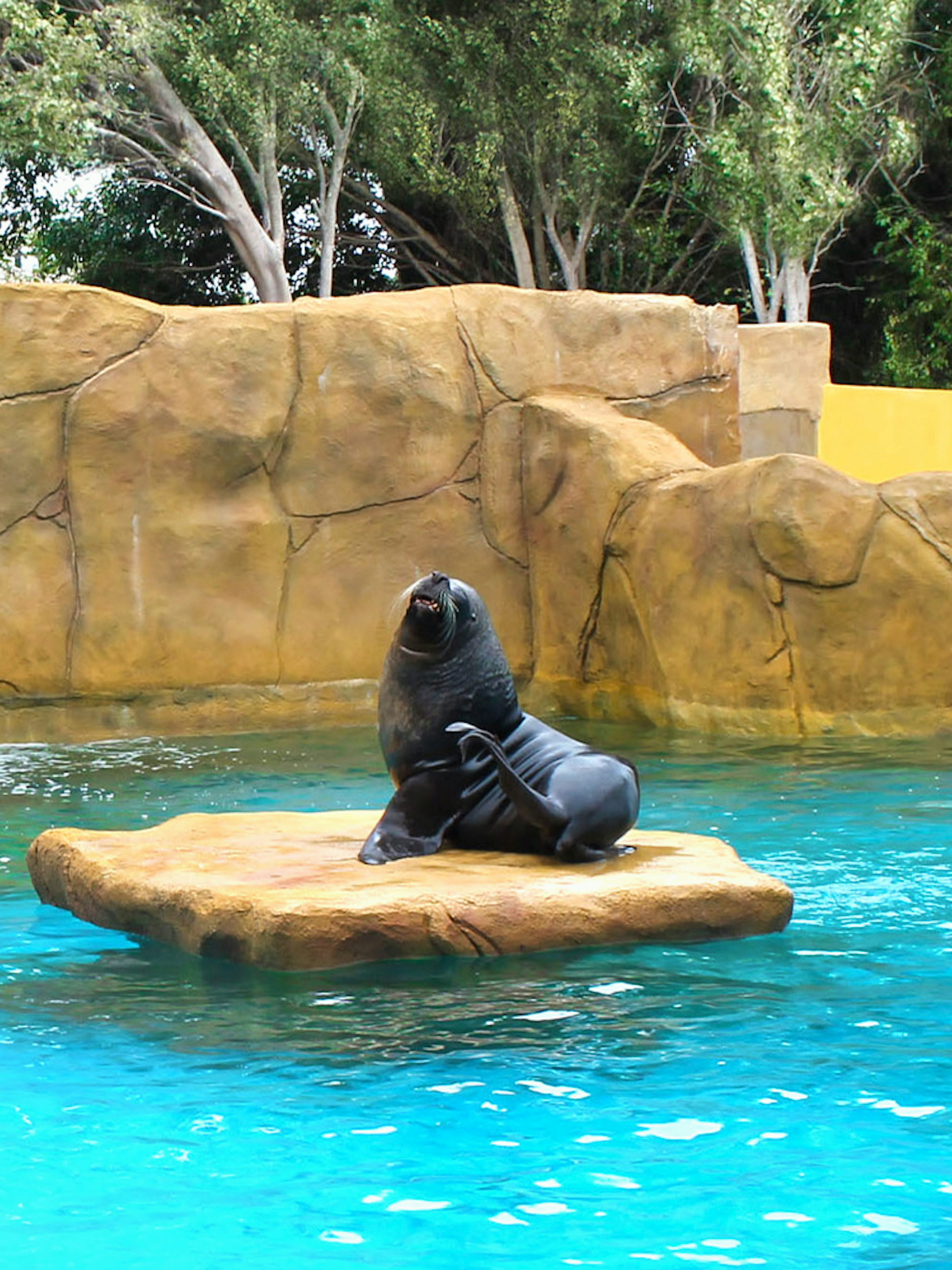 Sea lion on rock at Selwo Marina with waterfall and trees in background.
