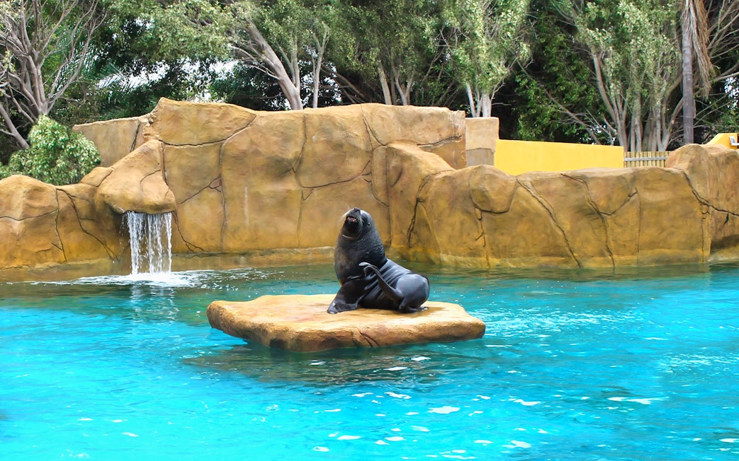 Sea lion on rock at Selwo Marina with waterfall and trees in background.