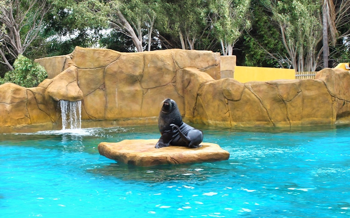 Sea lion on rock at Selwo Marina with waterfall and trees in background.