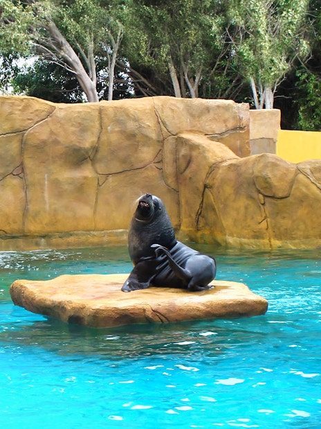 Sea lion on rock at Selwo Marina with waterfall and trees in background.