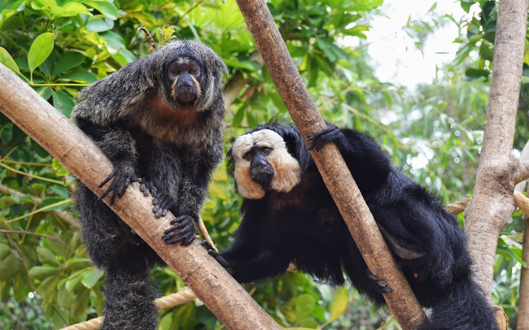 Two monkeys on tree branches at Selwo Marina.