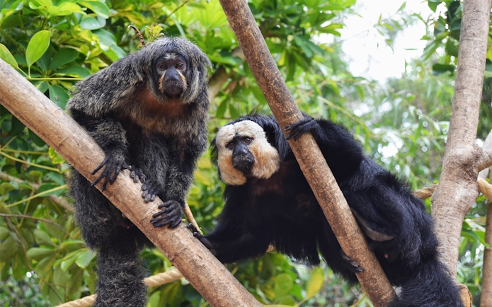 Two monkeys on tree branches at Selwo Marina.