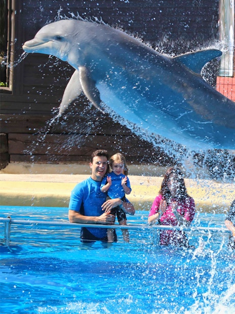 Dolphin leaping in front of visitors at Selwo Marina, Benalmádena.