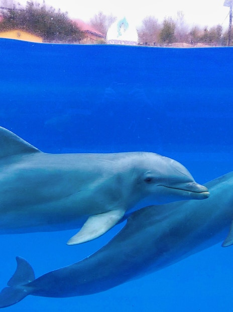Dolphins swimming at Selwo Marina, Benalmádena.