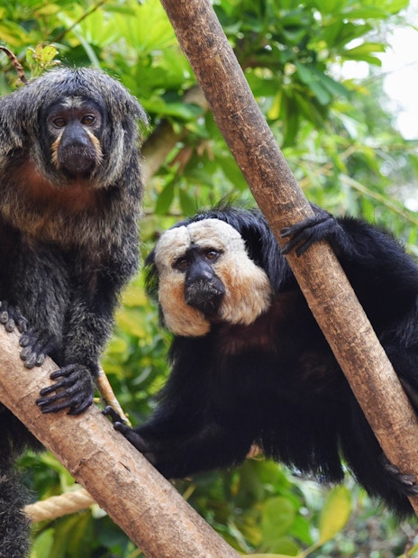 Two monkeys on branches at Selwo Marina, Benalmádena.