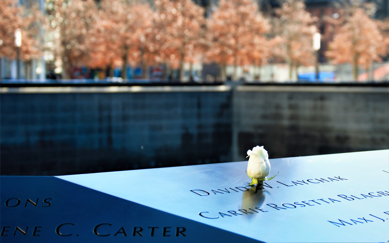 White rose on 9/11 Memorial with engraved names, New York City.