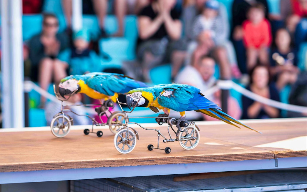 Parrots riding miniature bicycles at Marineland Mallorca show.