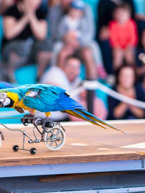 Parrots riding miniature bicycles at Marineland Mallorca show.