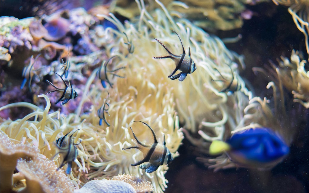 Tropical fish swimming among coral at Marineland Mallorca.