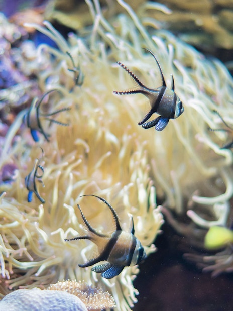 Tropical fish swimming among coral at Marineland Mallorca.