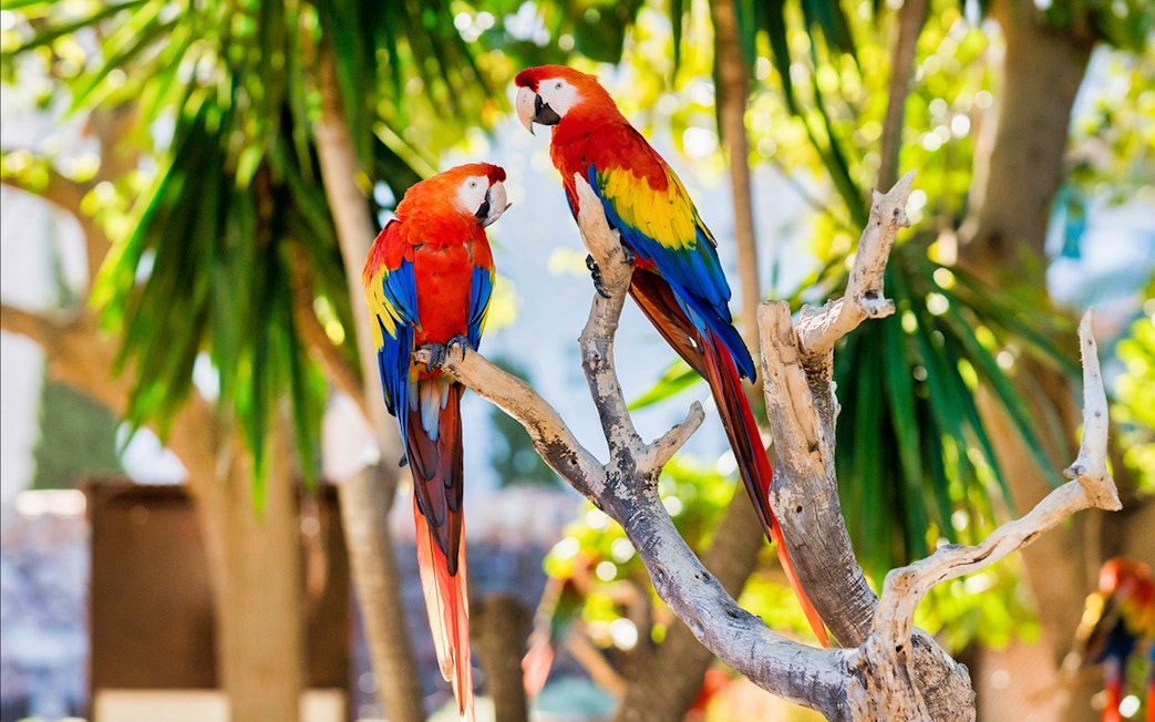 Scarlet macaws perched on a branch at Marineland Mallorca entrance.