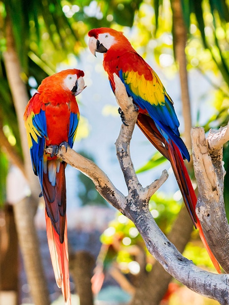 Scarlet macaws perched on a branch at Marineland Mallorca entrance.