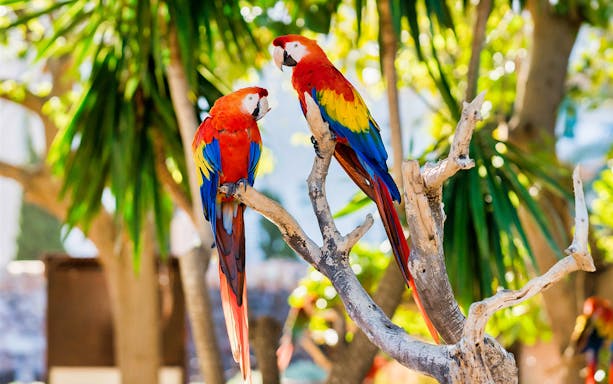 Scarlet macaws perched on a branch at Marineland Mallorca entrance.