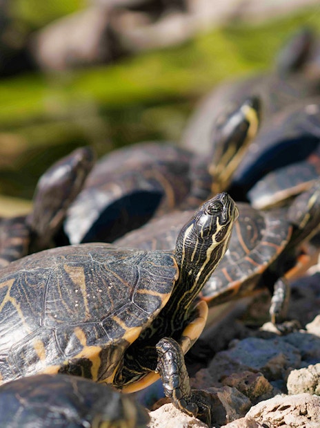Turtles basking on rocks at Marineland Mallorca entrance.