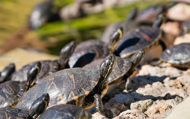 Turtles basking on rocks at Marineland Mallorca entrance.