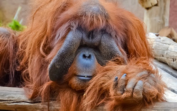 Orangutan resting on a log at Jungle Park.