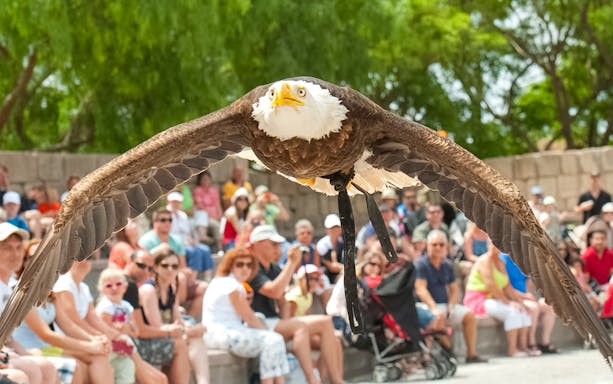 Bald eagle flying over audience at Jungle Park show.