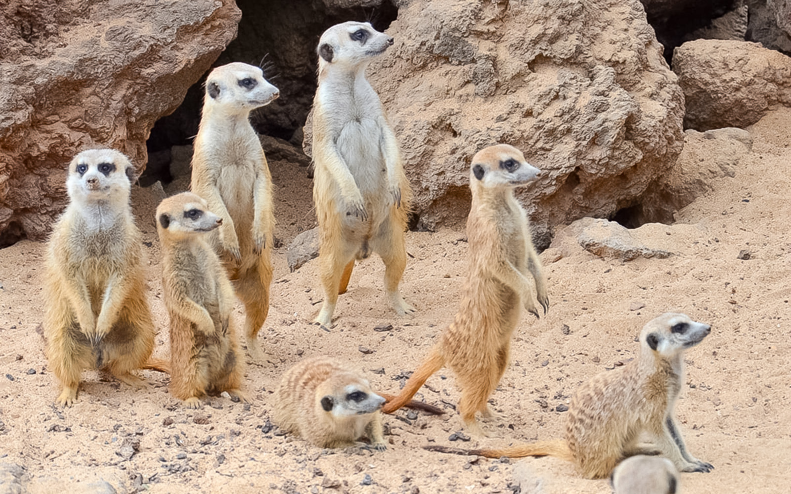 Meerkats standing on sandy terrain at Jungle Park.
