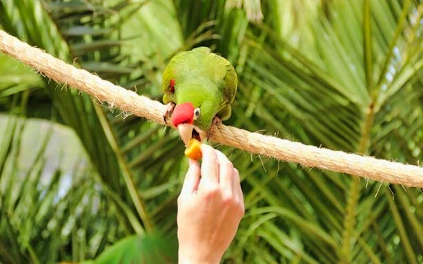 Parrot eating from a hand at Parc Samà, surrounded by palm leaves.